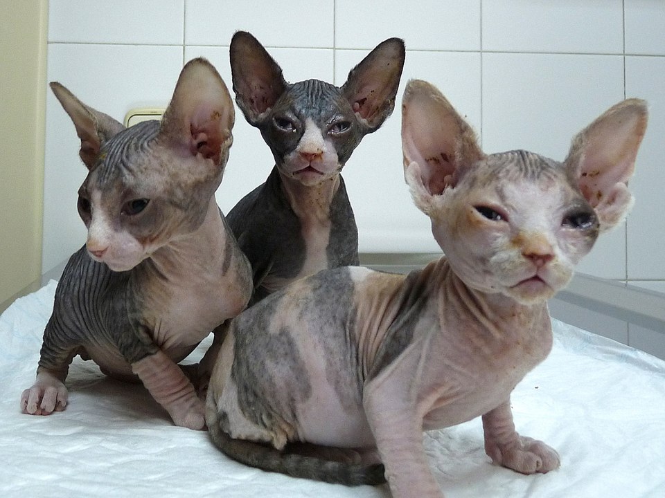 ¿Son los gatitos culpables de la toxoplasmosis?