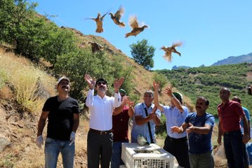 Doğaya 59 Bin Kınalı Keklik