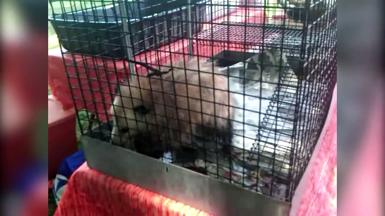 DOG PUSHES CAT IN HOT TUB & MORE Pet Video Bloopers of 2016 Weekly Compilation | Funny Pet