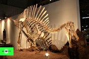 Top 10 Dinosaurios Carnívoros Más Grandes Y Aterradores