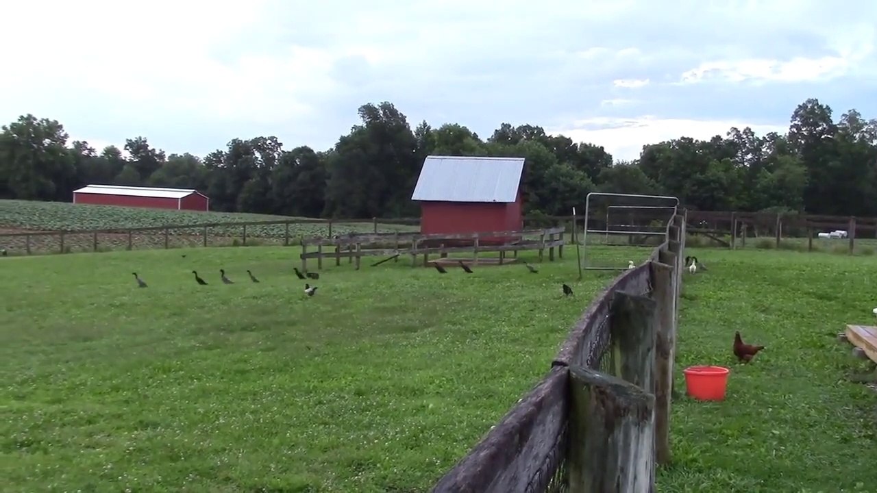 Ces canards c'est vraiment des moutons!
