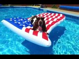 Basset Hound Celebrates Forth of July in Style