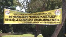 Adana'da Kuduz Karantinası