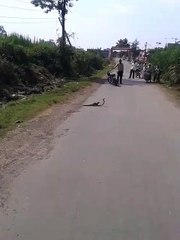 सांप और नेवले की लड़ाई | Must watch