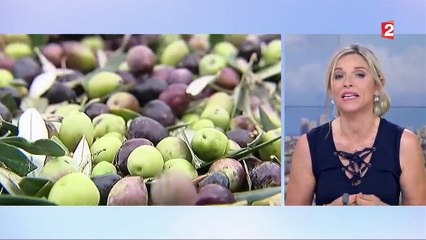 Huile d’olive : d’où vient-elle ?