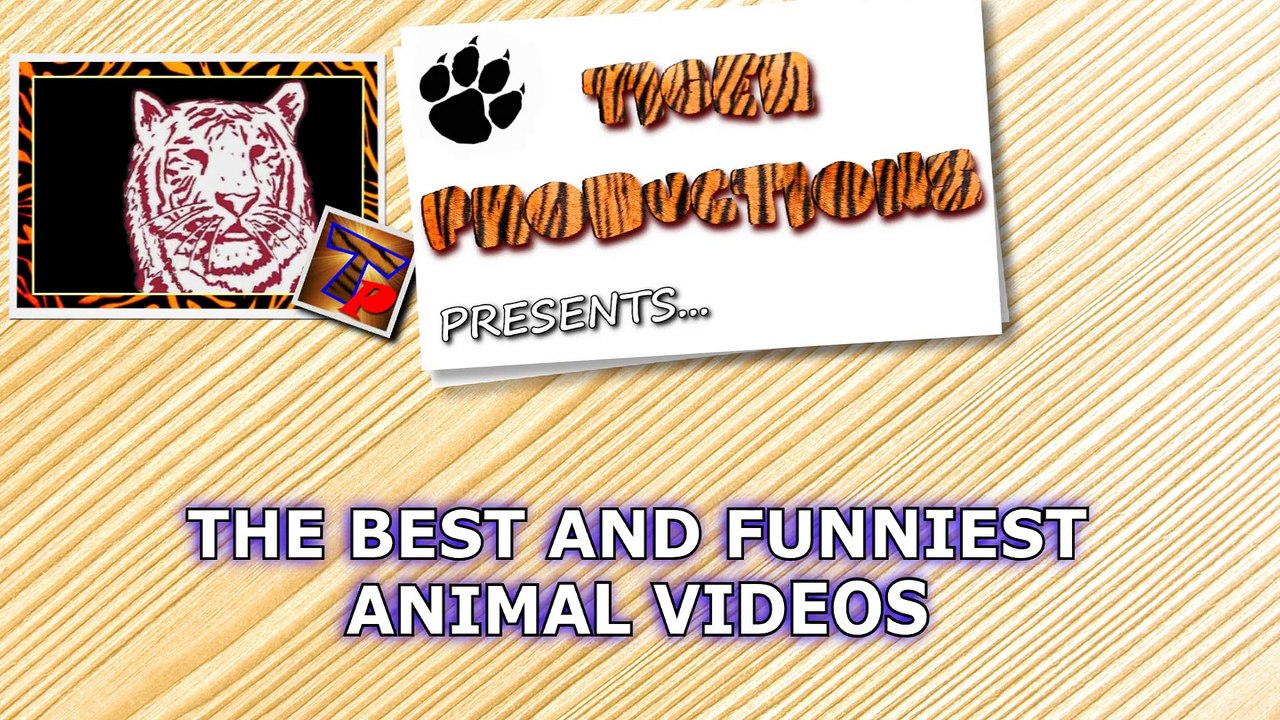 Very FUNNY ANIMAL VIDEOS - Ultra HARD TRY NOT TO LAUGH challenge