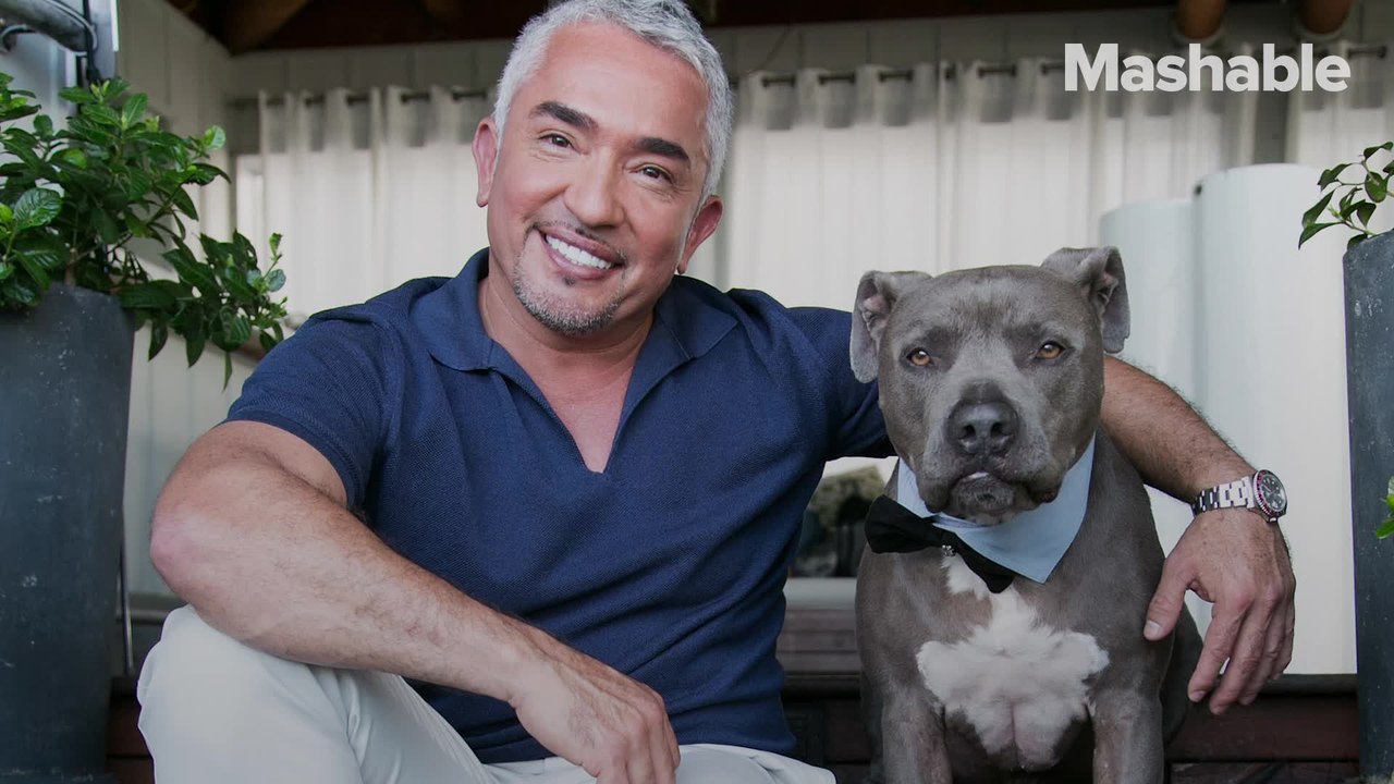 Cesar Millan's rules before getting a new puppy