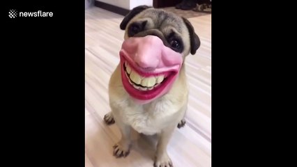 Bizarre clip of dog laughing while wearing plastic mask