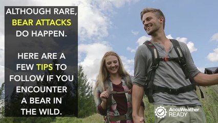 What to do if you encounter a bear