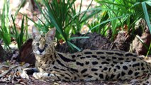 The Unsolved Mystery of Desiree Serval