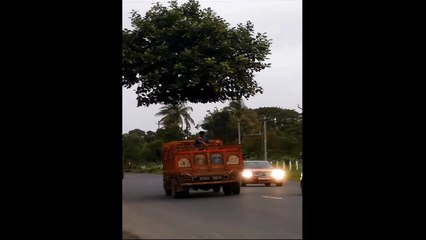 flying tree or ghost tree