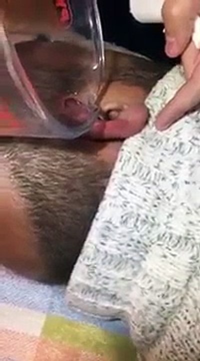 Crawls from man's ear
