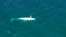 One of the Most Famous Whales in the World Makes Rare Appearance