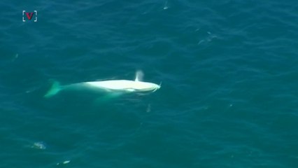 One of the Most Famous Whales in the World Makes Rare Appearance