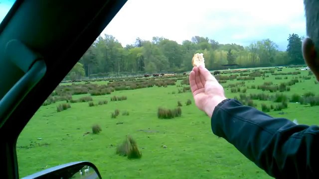 Angry Birds In Real Life Video Compilation | Cutest Animals 2016