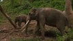 Lucky l'Elephant - film complet en français 1080p