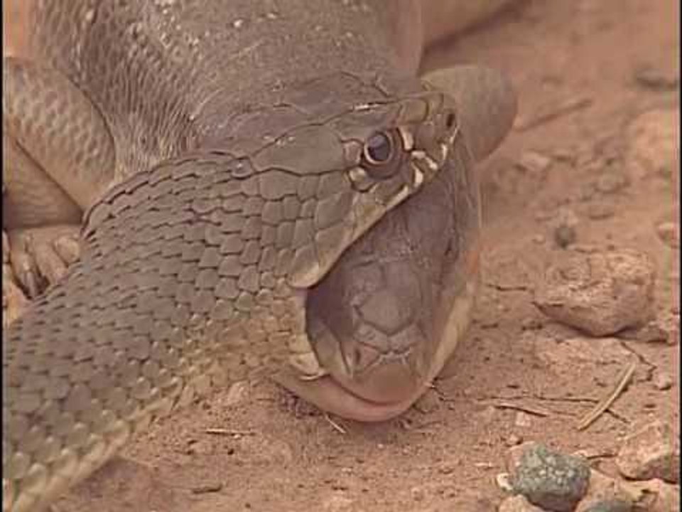 Cobra Royal contre Lézard, qui va gagner ?
