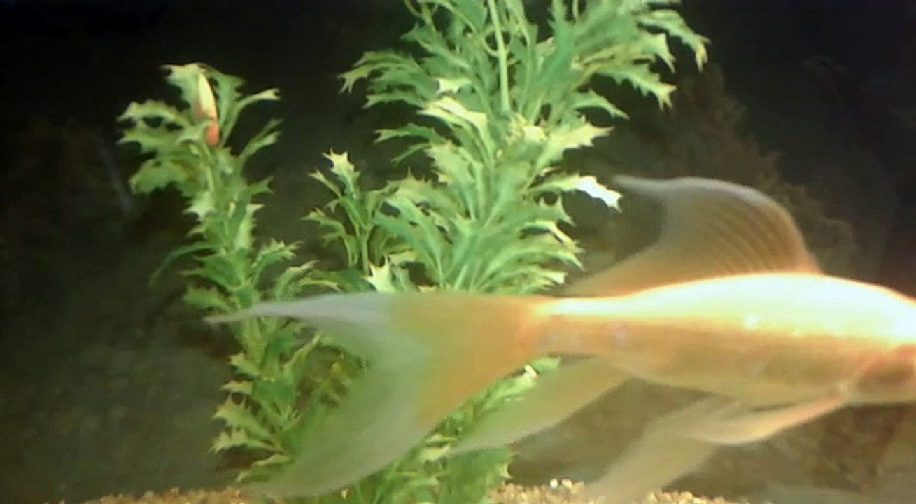 fish
