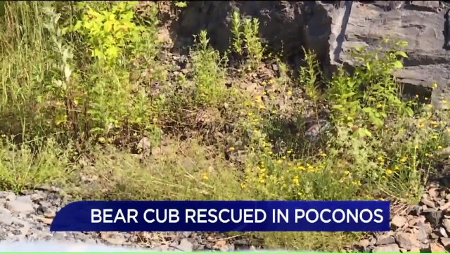 Dehydrated Bear Cub Rescued by Troopers in Pennsylvania