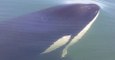 Curious Orca Whales Investigate Boat Off Vancouver Island