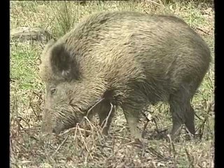 Petites histoire naturelles - Occuper tous les sites disponibles