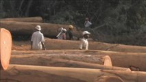 Banco Mundial e FAO ajudam Maputo a combater deflorestação