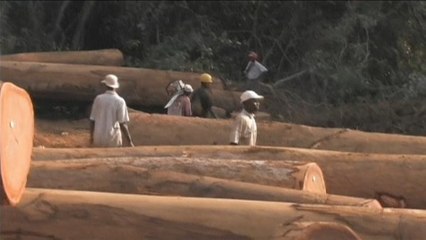 Banco Mundial e FAO ajudam Maputo a combater deflorestação