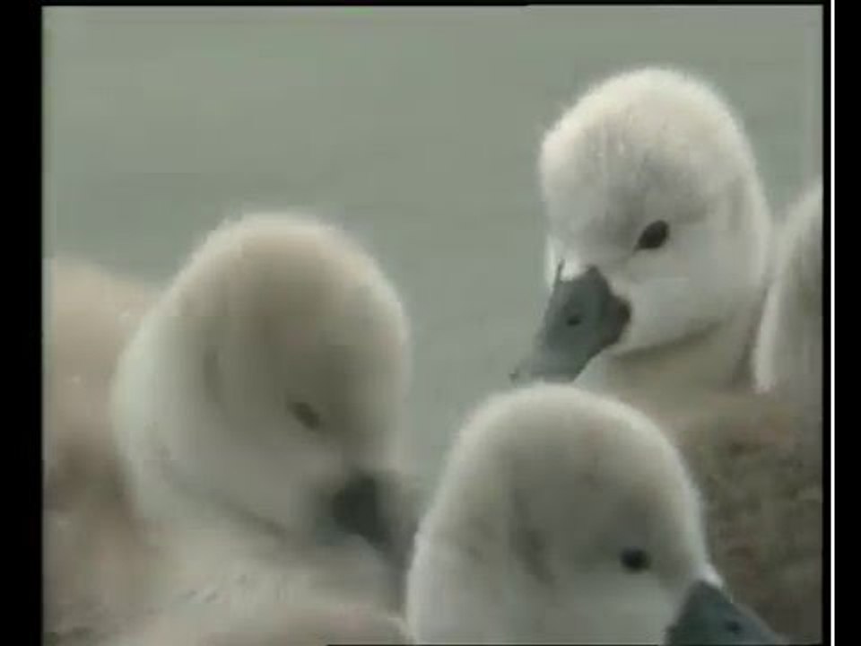 Naturimages - Cygnes