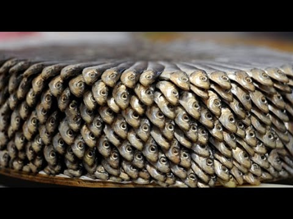 Du poisson pas si bon, enquête sur une filière opaque - Reportage