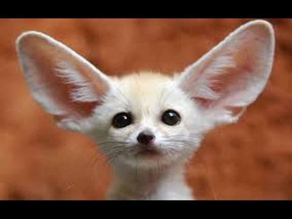 Les petites créatures du desert - doc animalier