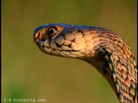 La vie dans les vagues de sables - Documentaire animalier