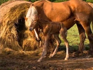 Veau, vache, cochon, couvée - Documentaire animalier