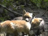 L'Hermine le renard et le blaireau - Documentaire animalier