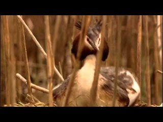 Vie sauvage dans les roseaux - Documentaire animalier