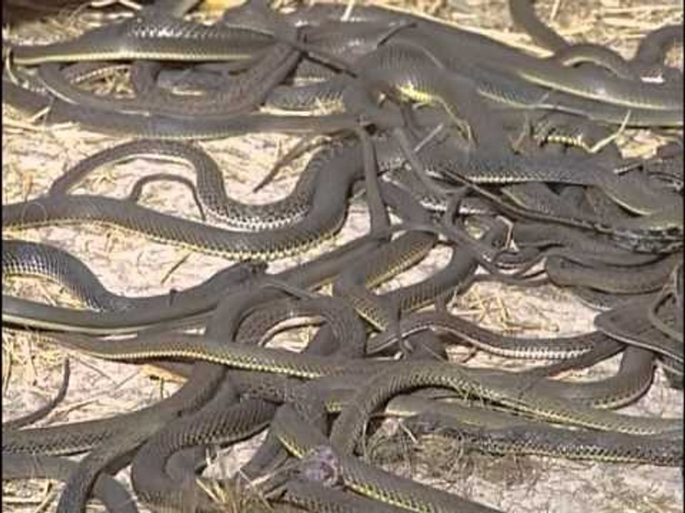 Les reptiles du désert : Varan, Scorpion, Serpent, Cobra