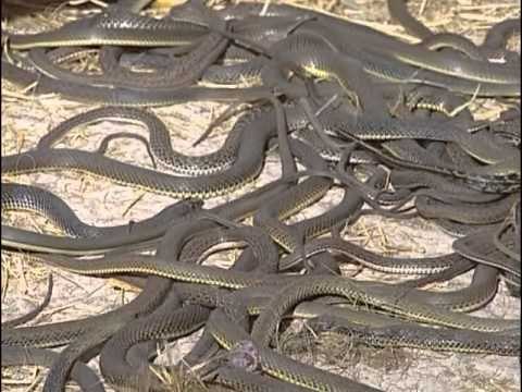 Les reptiles du désert : Varan, Scorpion, Serpent, Cobra