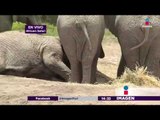 ¡Nace elefantatito en Africam Safari, Puebla! | Noticias con Yuriria Sierra