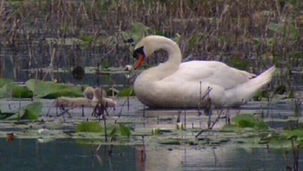 Duo Moderato @ IGRA ZA DVOJE (National park "Kopački rit" in Croatia)