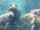 Cincinnati Zoo's Hippo Family Reunited