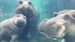 Cincinnati Zoo's Hippo Family Reunited