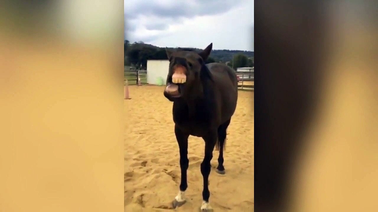 Ce cheval est le roi des grimaces