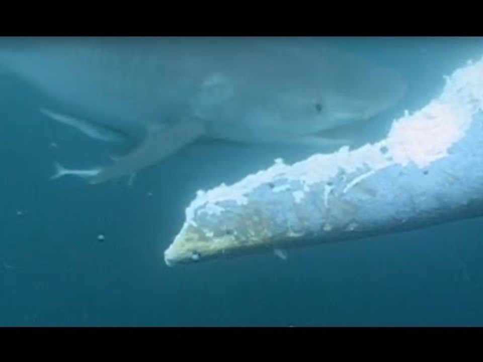 Un requin attaque et mange une baleine bleue vivante