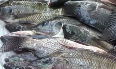 Ribuan Ikan di Danau Ini ke Permukaan, Warga Manfaatkan