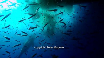 Great White Shark bites air supply and gets stuck in cage at Guadalupe Island