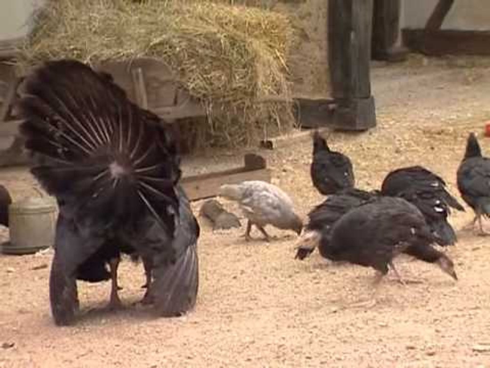 Les animaux de la ferme : le dindon et la pintade