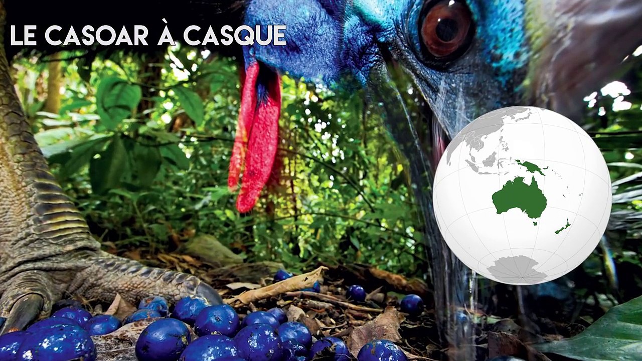 LES 5 ANIMAUX LES PLUS AGRESSIFS AU MONDE