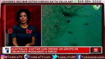 Un dron capta a varios tiburones nadando alrededor de surfistas-Noticias y Mucho Más-Video