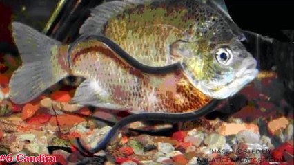 Top 10 Terrifying Creatures Of The Amazon River