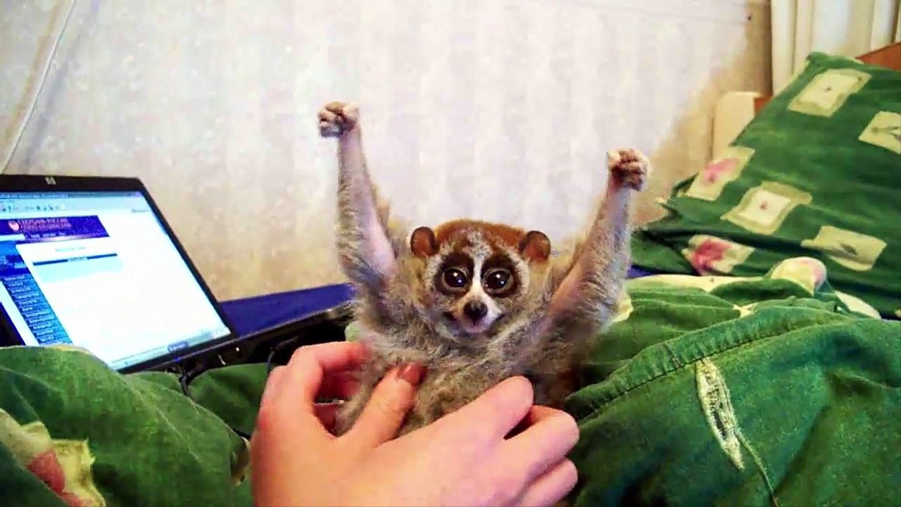 Top 10 Slowest Animals In The World
