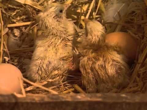 Les animaux de la ferme : la poule et les poussins